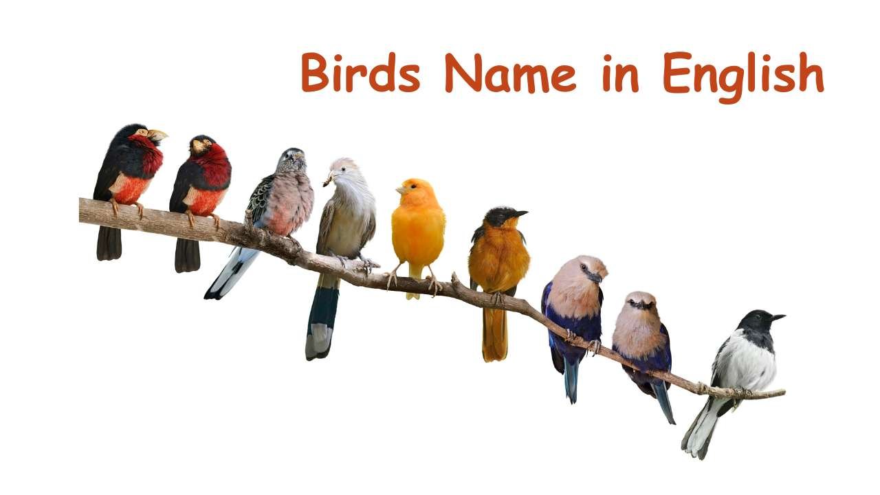 Birds Names in English